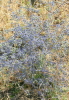 Maror-3 Kharkhavina (Apiaceae Eryngium creticum) blue flowers